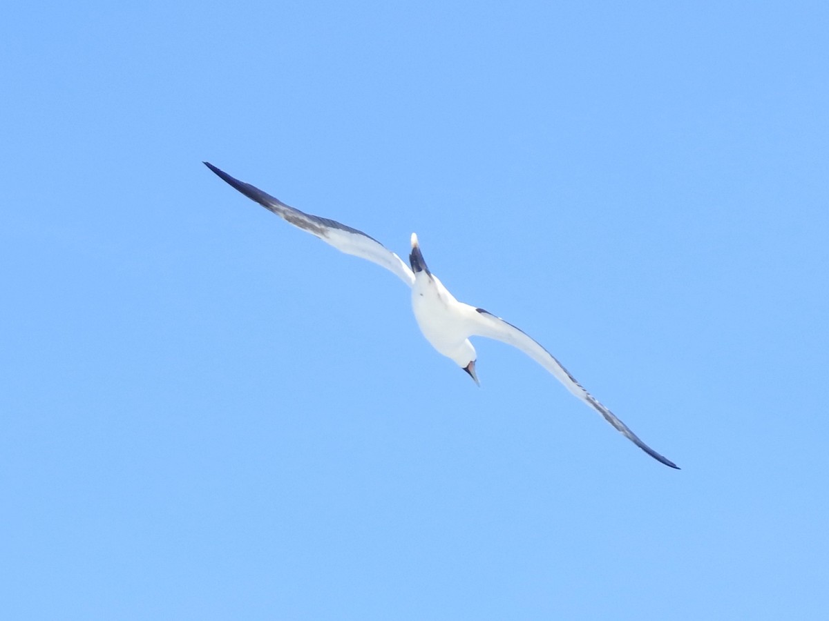 紅腳鰹鳥 - ML646258576