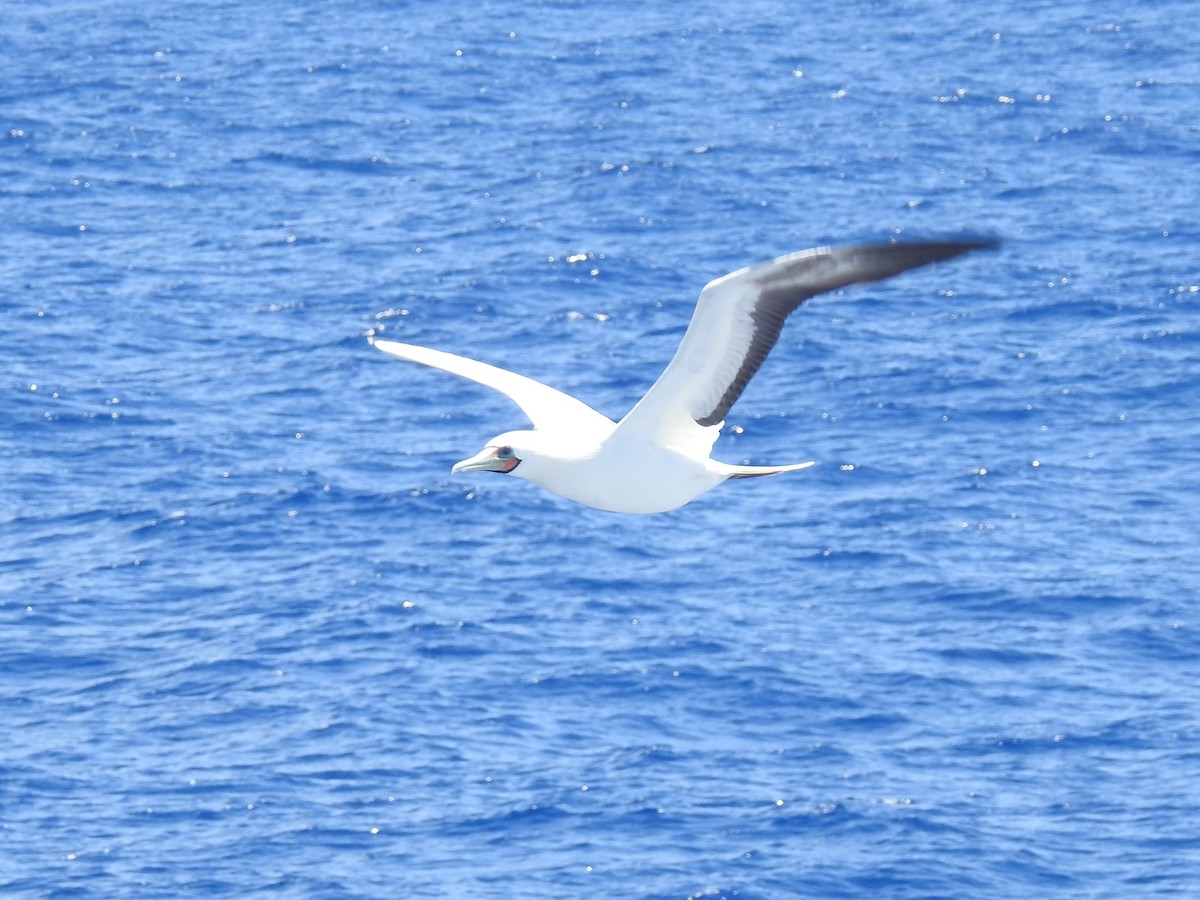 紅腳鰹鳥 - ML646258577