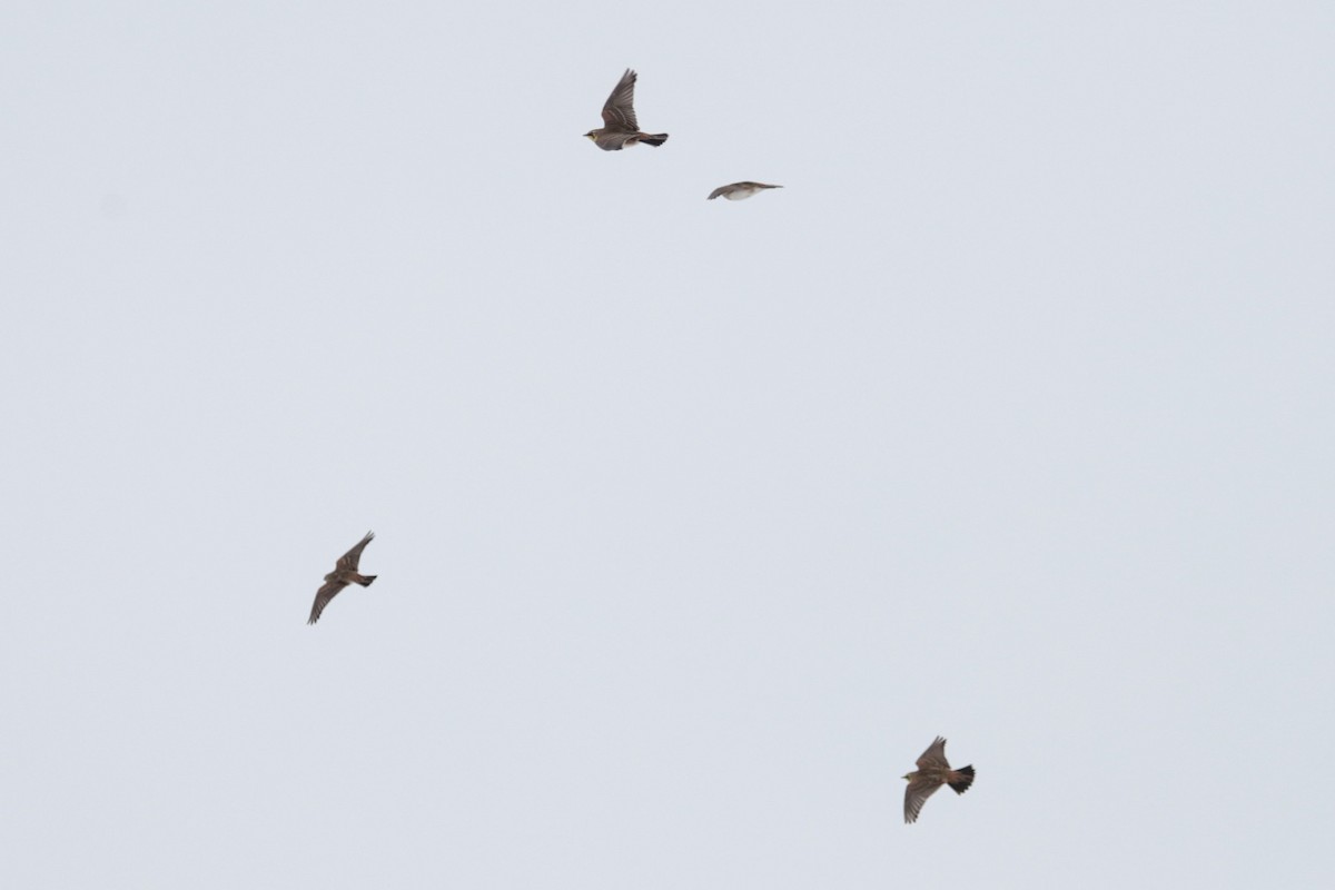 Horned Lark - ML646258578