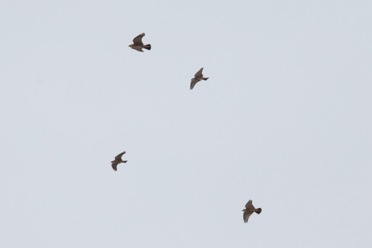 Horned Lark - ML646258579