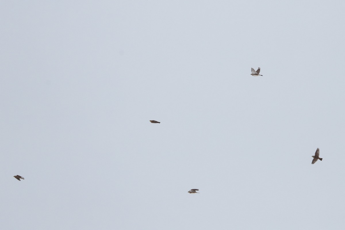 Horned Lark - ML646258580