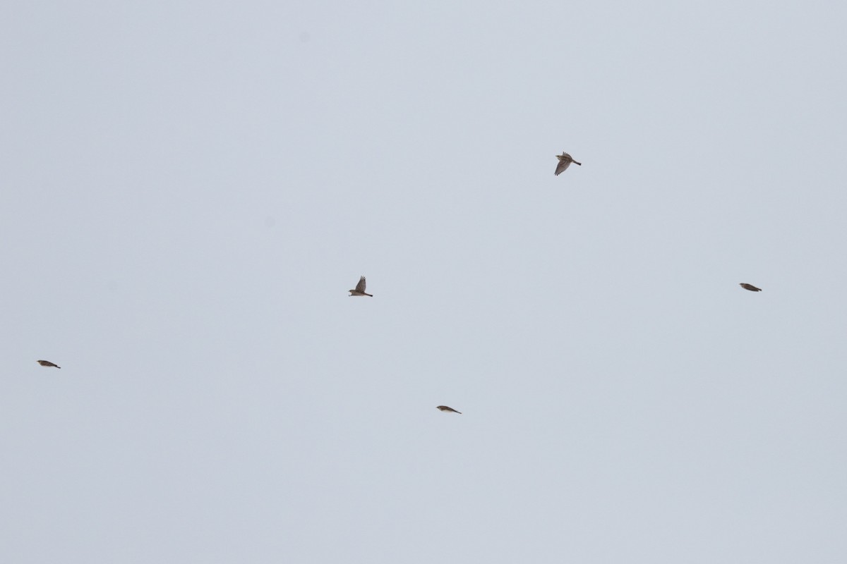 Horned Lark - ML646258581