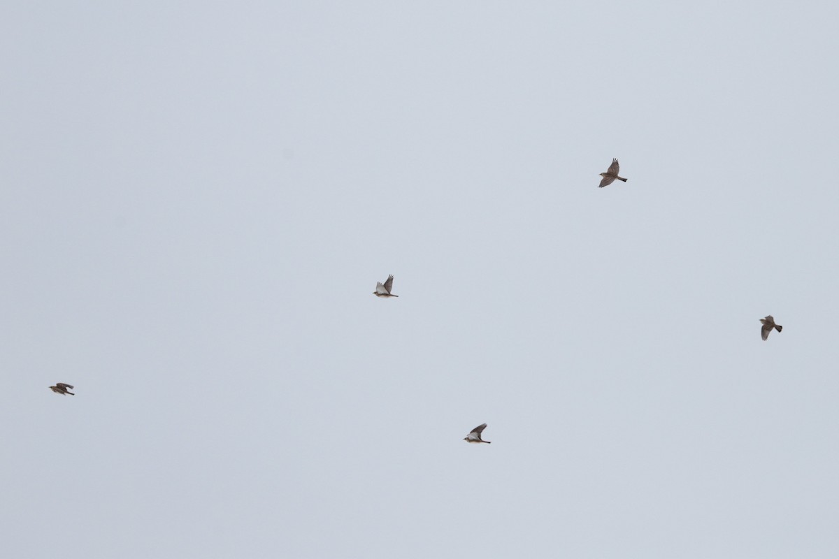 Horned Lark - ML646258582