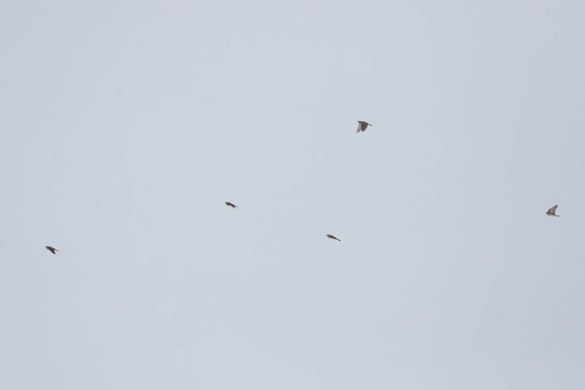 Horned Lark - ML646258583