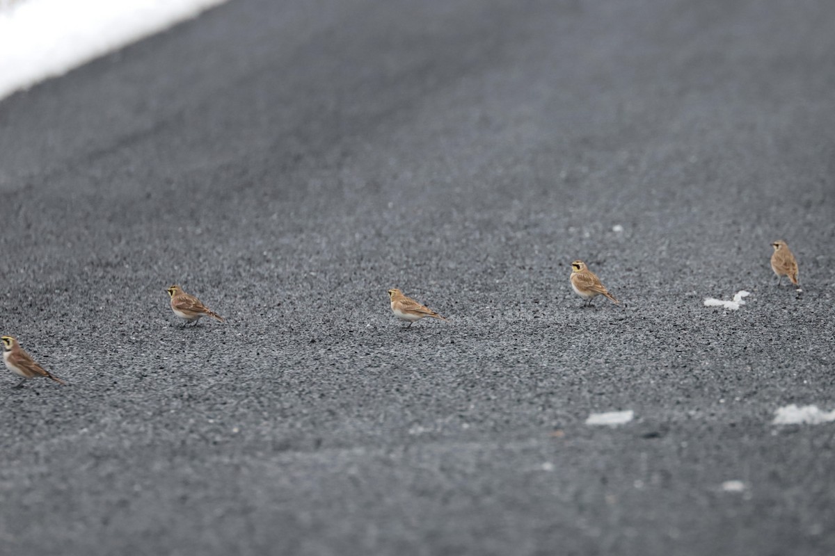 Horned Lark - ML646258584