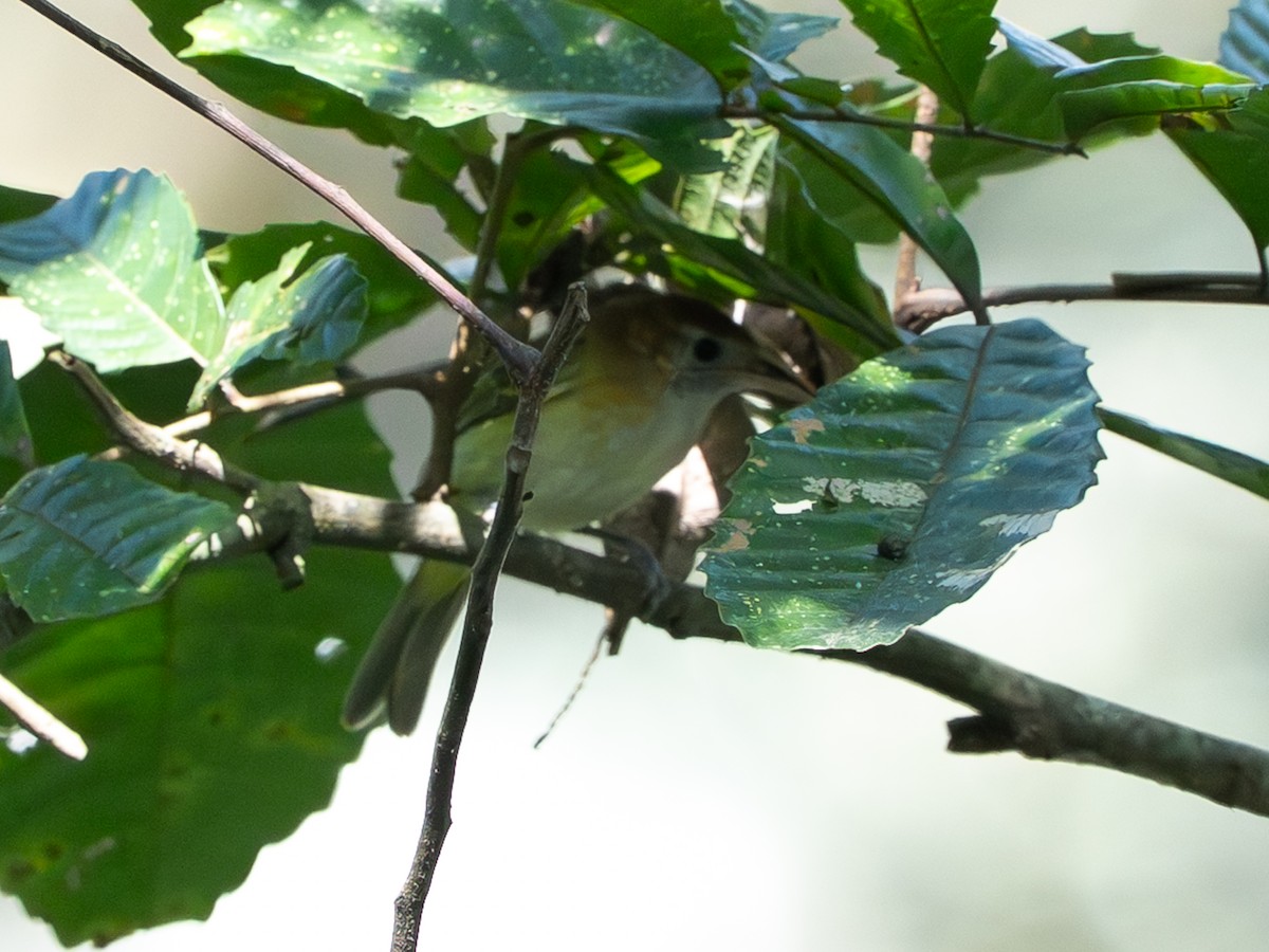 Yellow-throated Vireo - ML646258585