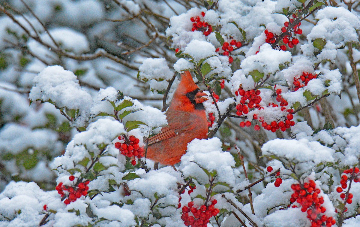 Kırmızı Kardinal - ML646258586