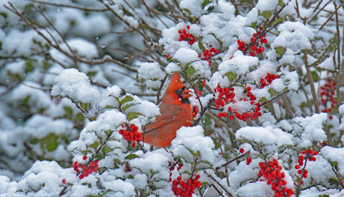 Kırmızı Kardinal - ML646258587