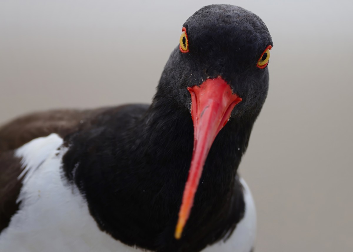 American Oystercatcher - ML646258589