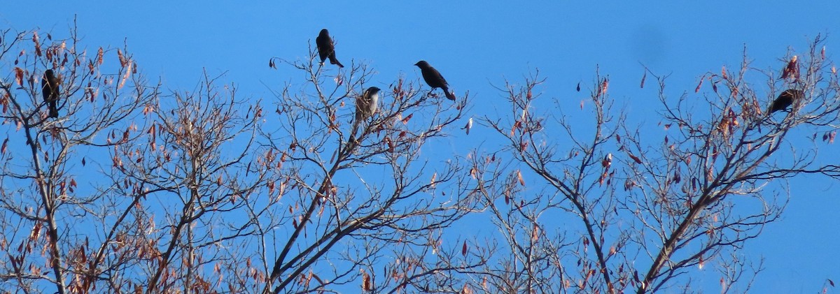 Red-winged Blackbird - ML646258590