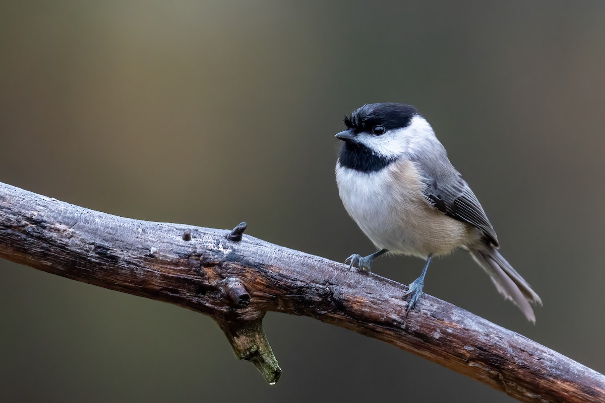 Carolina Chickadee - ML646258591