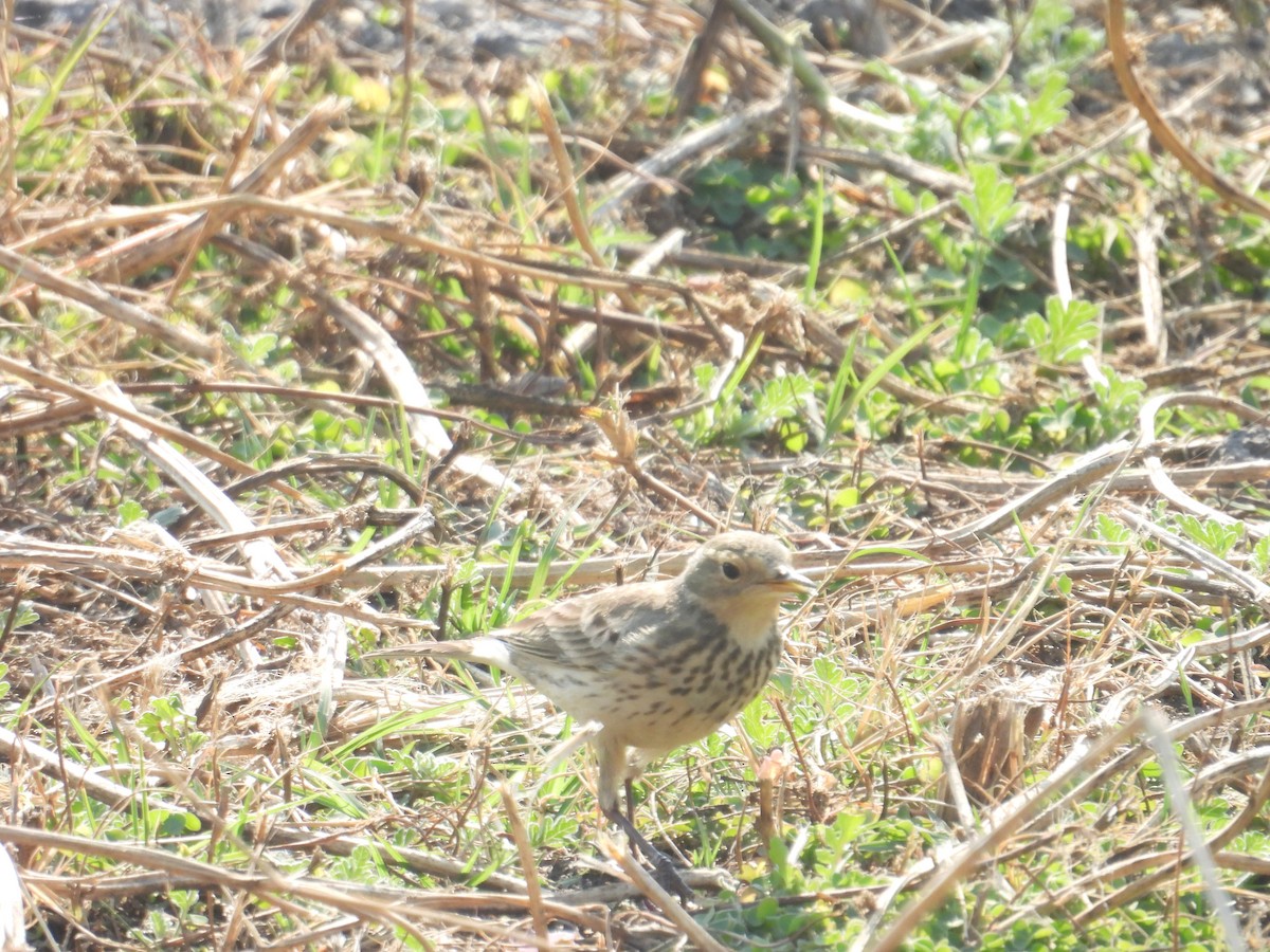 American Pipit - ML646258593
