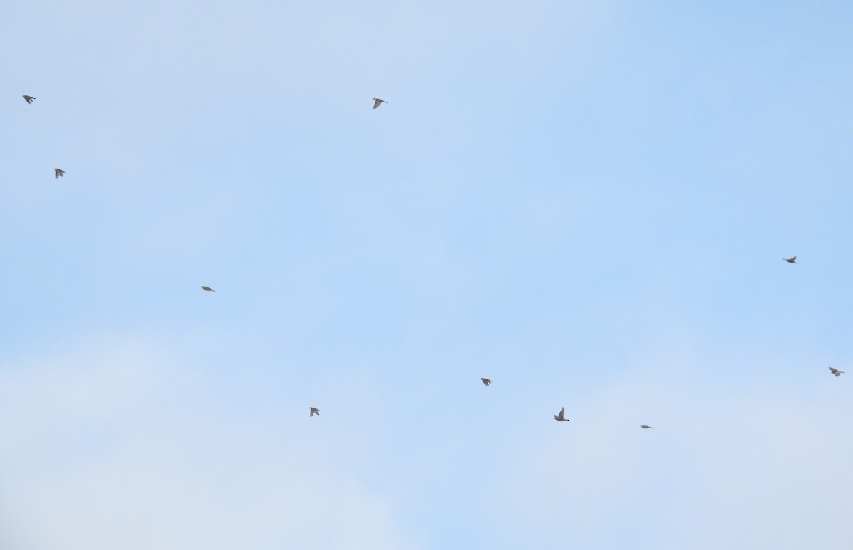 鐵爪鵐 - ML646258594