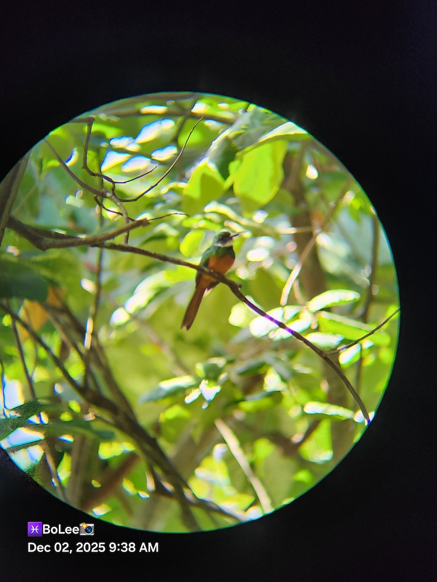 Rufous-tailed Jacamar - ML646258596