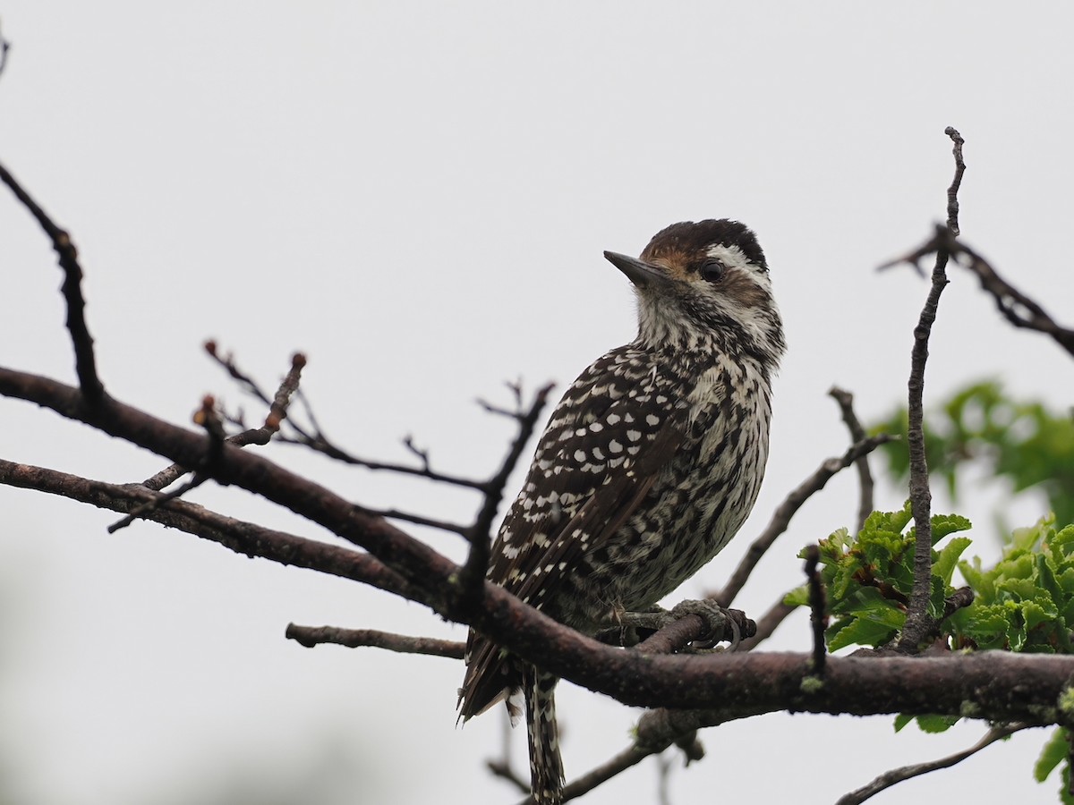 Striped Woodpecker - ML646258597