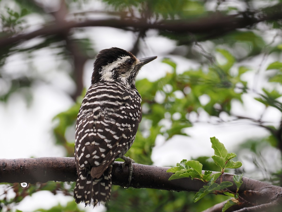 Striped Woodpecker - ML646258598