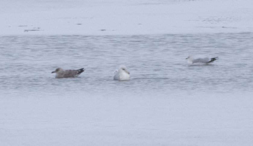 Larus sp. - ML646258600