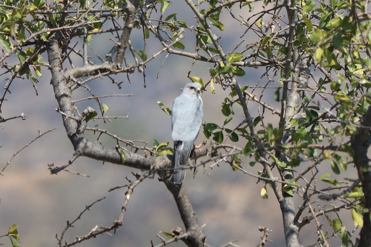 褐耳鷹 - ML646258602