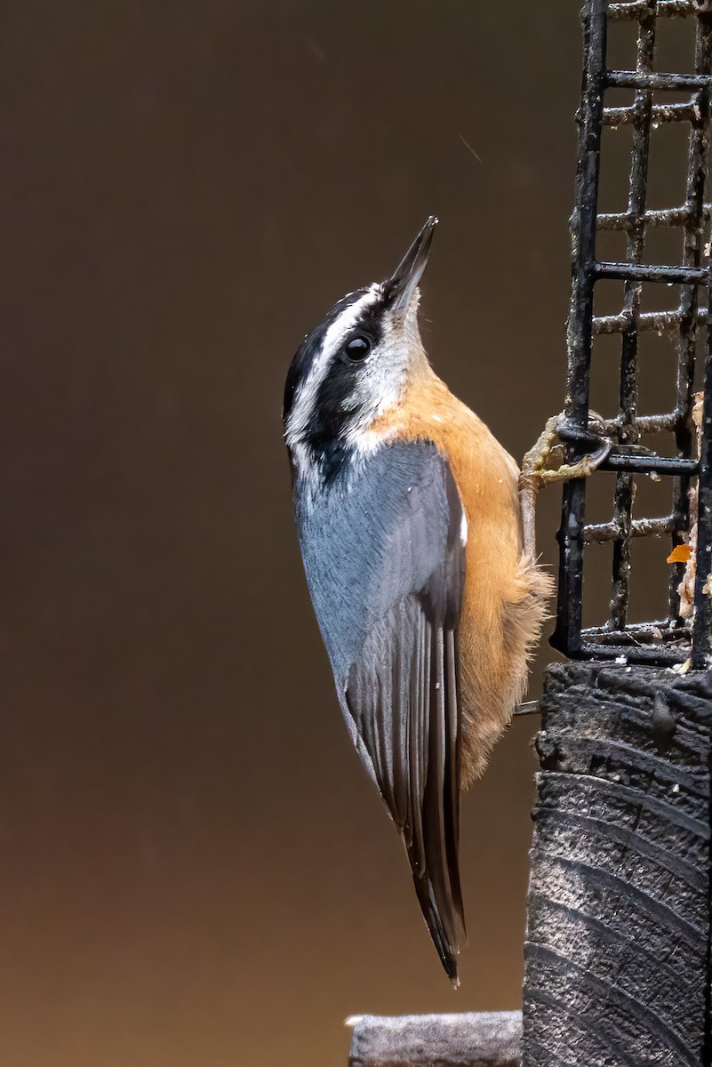 Red-breasted Nuthatch - ML646258605