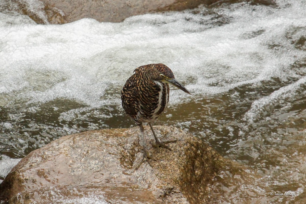 Fasciated Tiger-Heron - ML646258608
