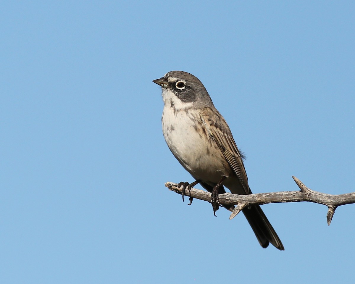 Sagebrush Sparrow - ML646258620
