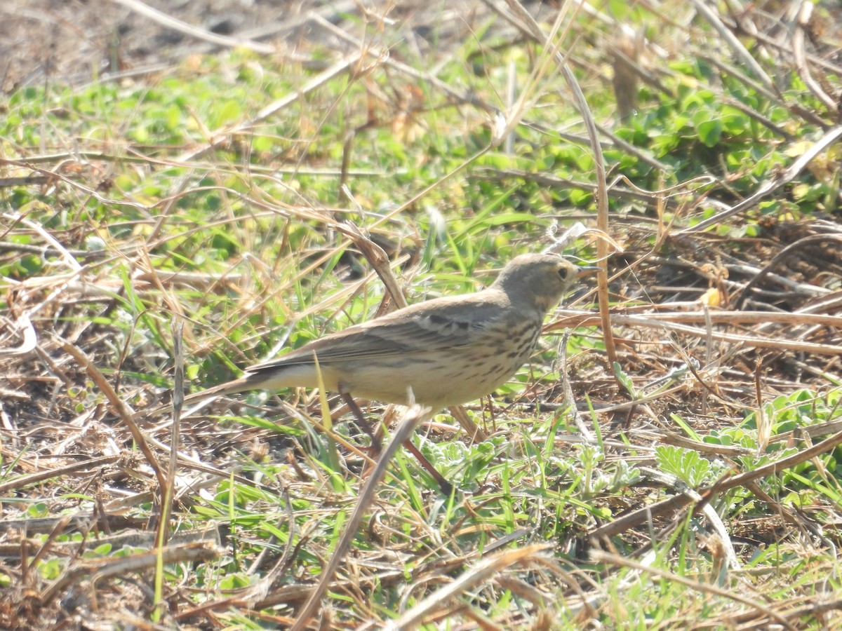 American Pipit - ML646258625