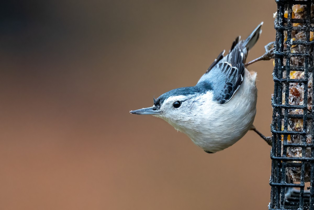 White-breasted Nuthatch - ML646258626
