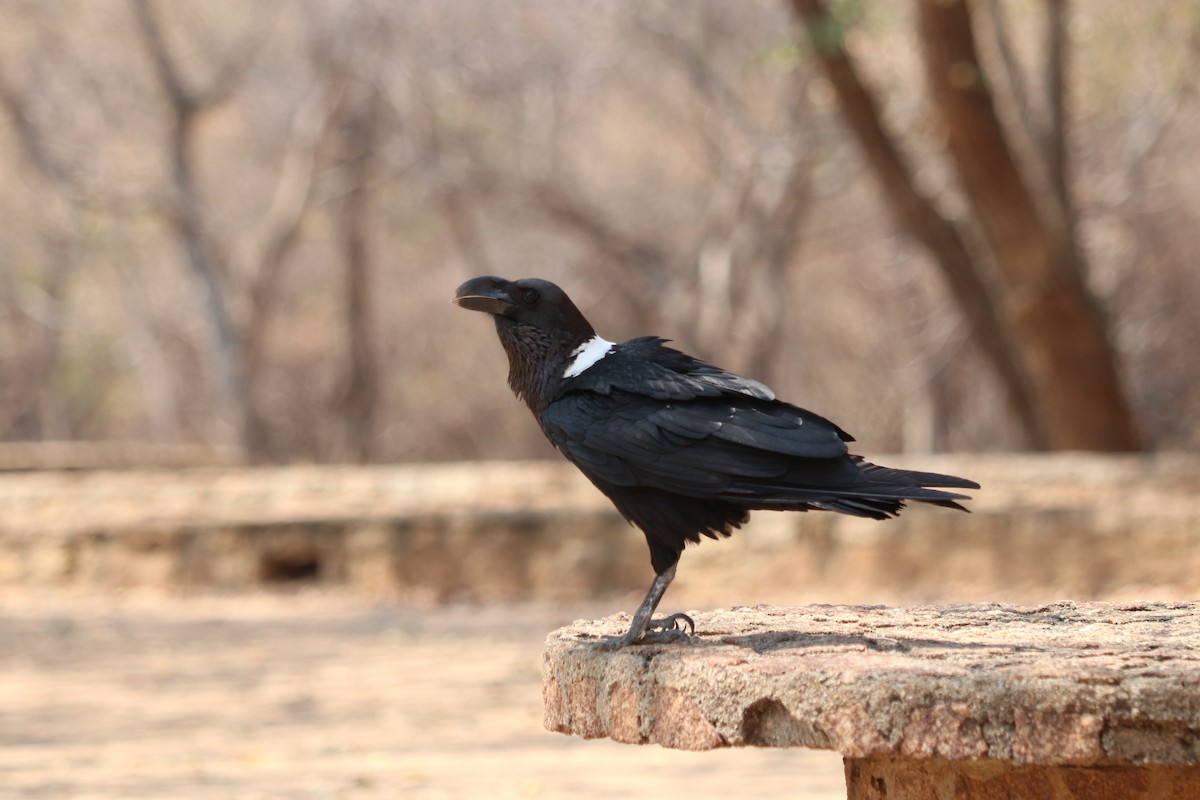 White-necked Raven - ML646258627
