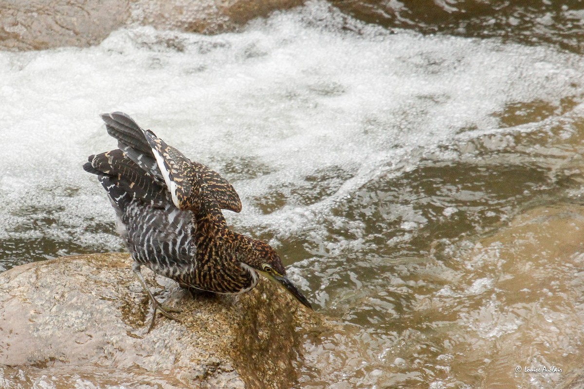 Fasciated Tiger-Heron - ML646258642