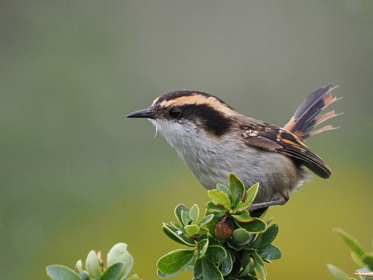 ハリオカマドドリ - ML646258646