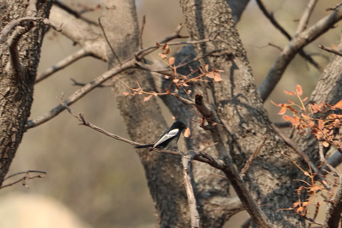 Southern Black-Tit - ML646258653