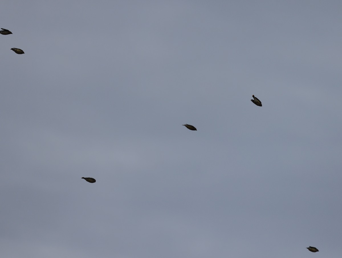 Cedar Waxwing - ML646258654