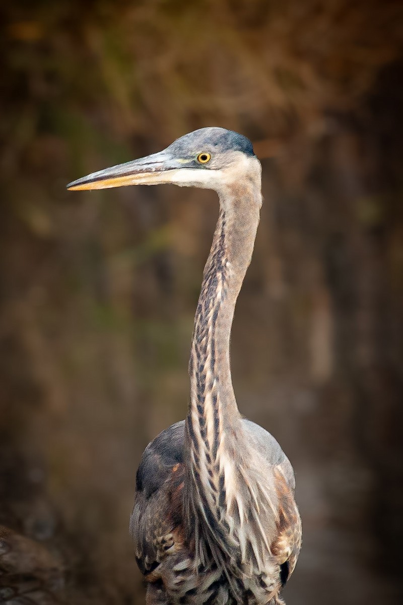 Great Blue Heron - ML646258657