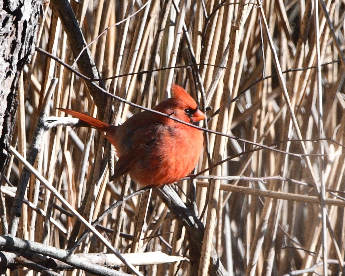 Kırmızı Kardinal - ML646258658