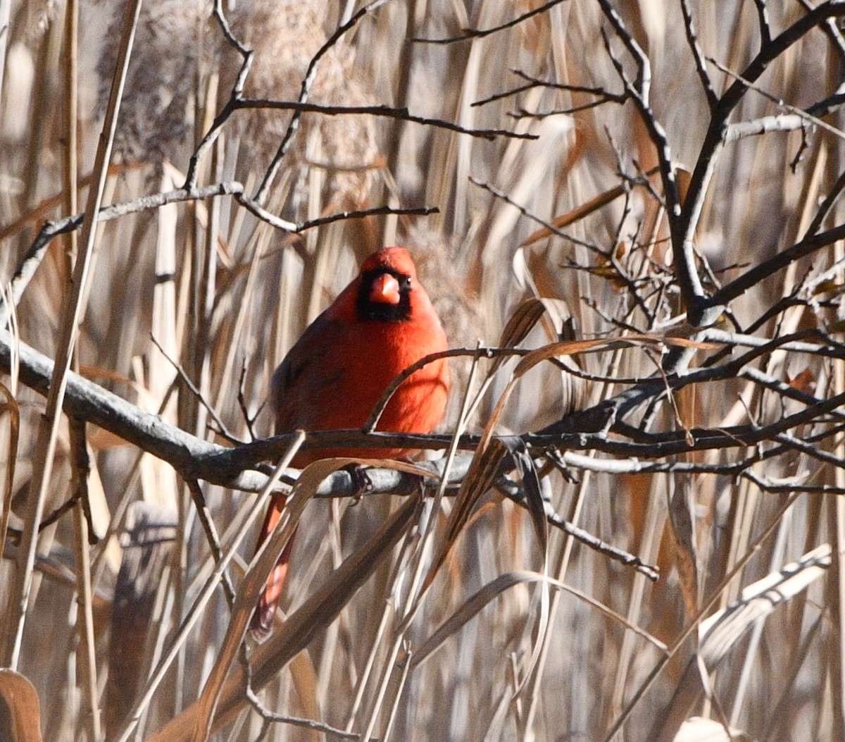 Kırmızı Kardinal - ML646258659