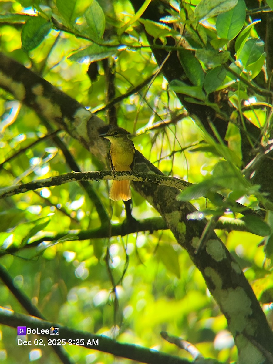 Tropical Royal Flycatcher - ML646258660