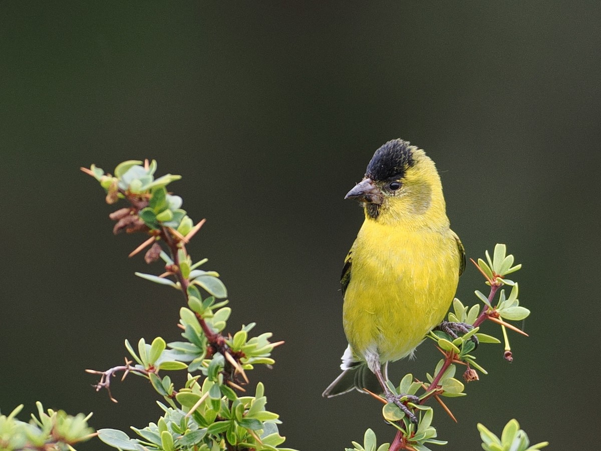 Black-chinned Siskin - ML646258661