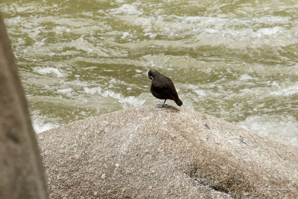 White-capped Dipper - ML646258665