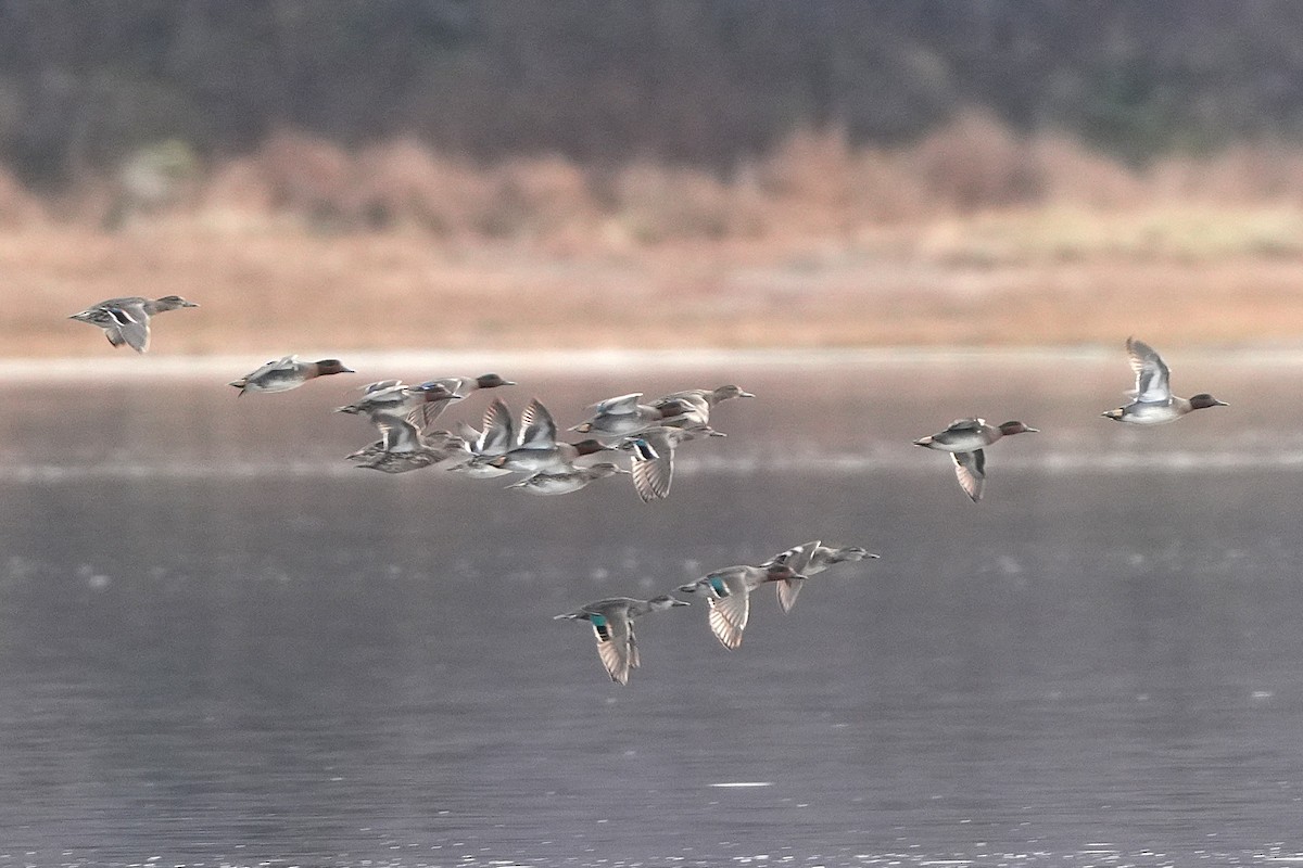 Green-winged Teal (American) - ML646258667