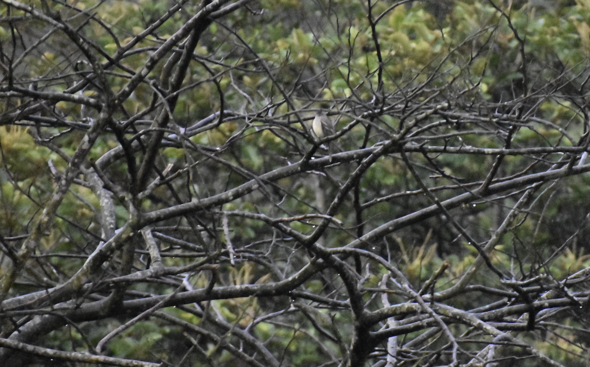 Желтобрюхая эления - ML646258669