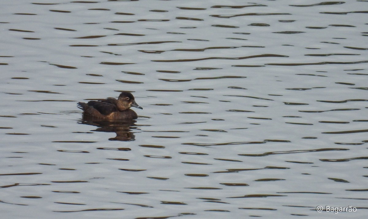 Ring-necked Duck - ML646258671