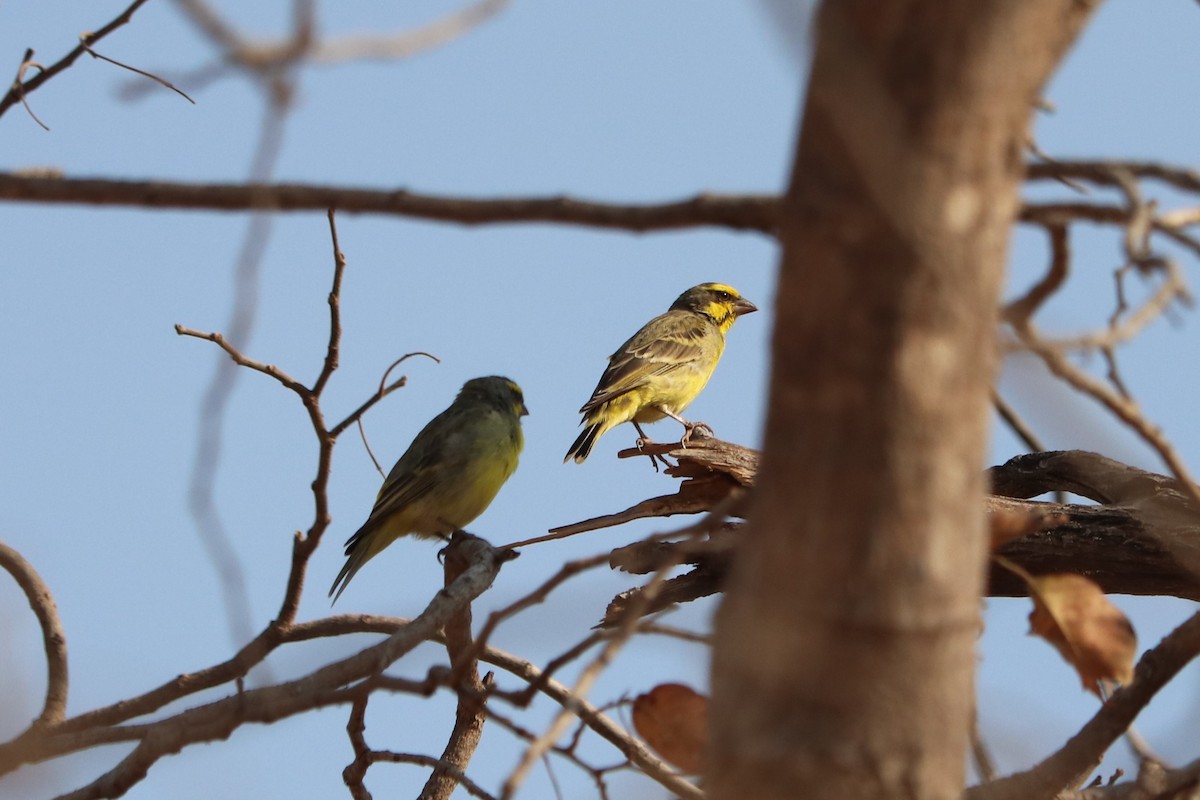 Yellow-fronted Canary - ML646258677