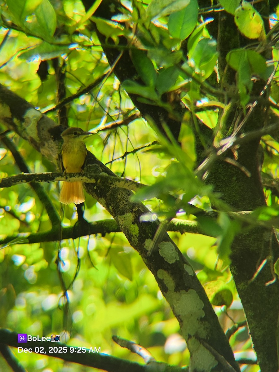 Tropical Royal Flycatcher - ML646258678