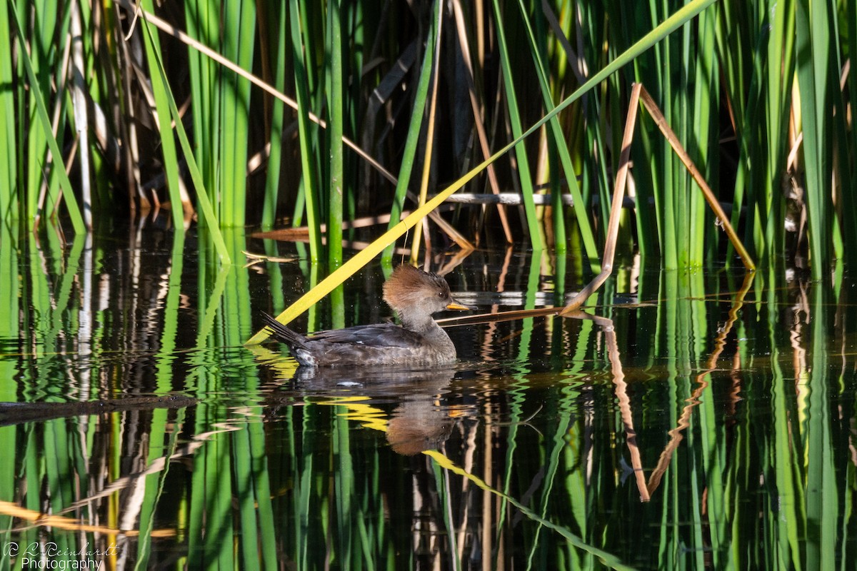 Hooded Merganser - ML646258679