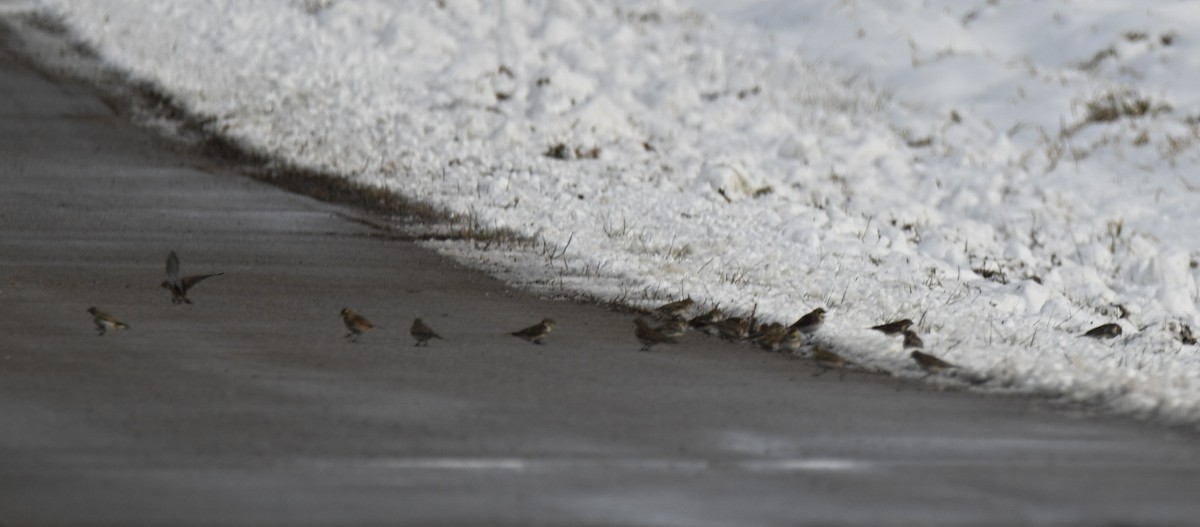 Horned Lark - ML646258680