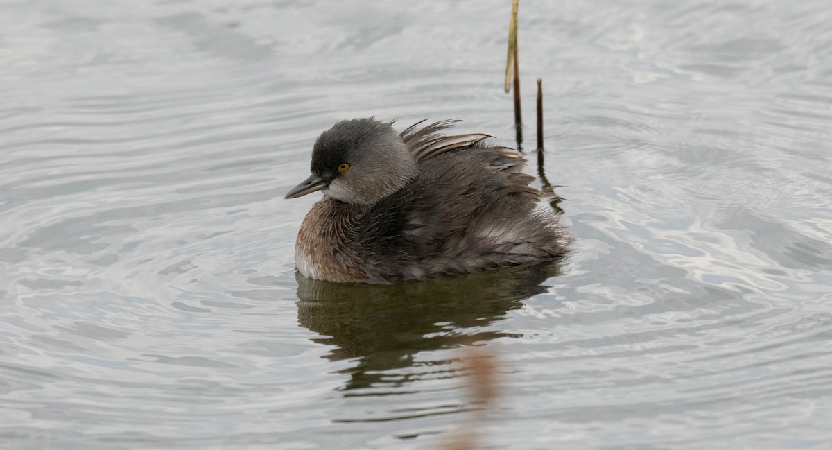 Least Grebe - ML646258681