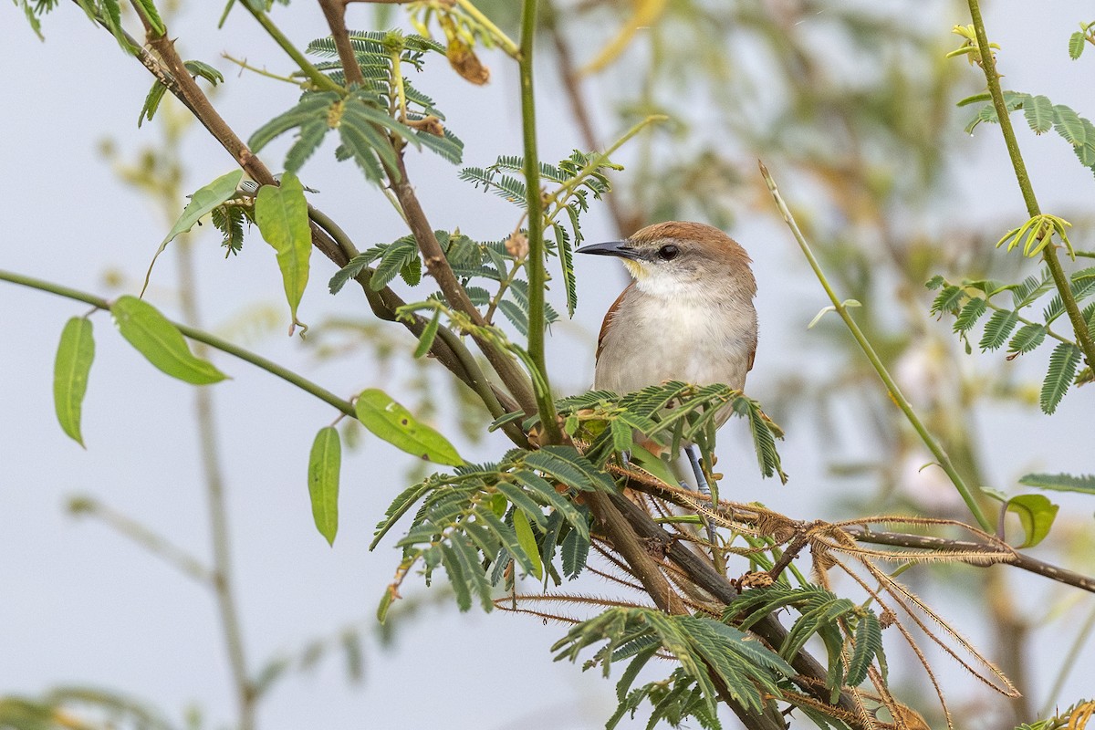 Tocantins Spinetail (undescribed form) - ML646258687