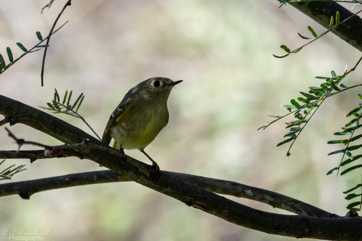 Ruby-crowned Kinglet - ML646258689
