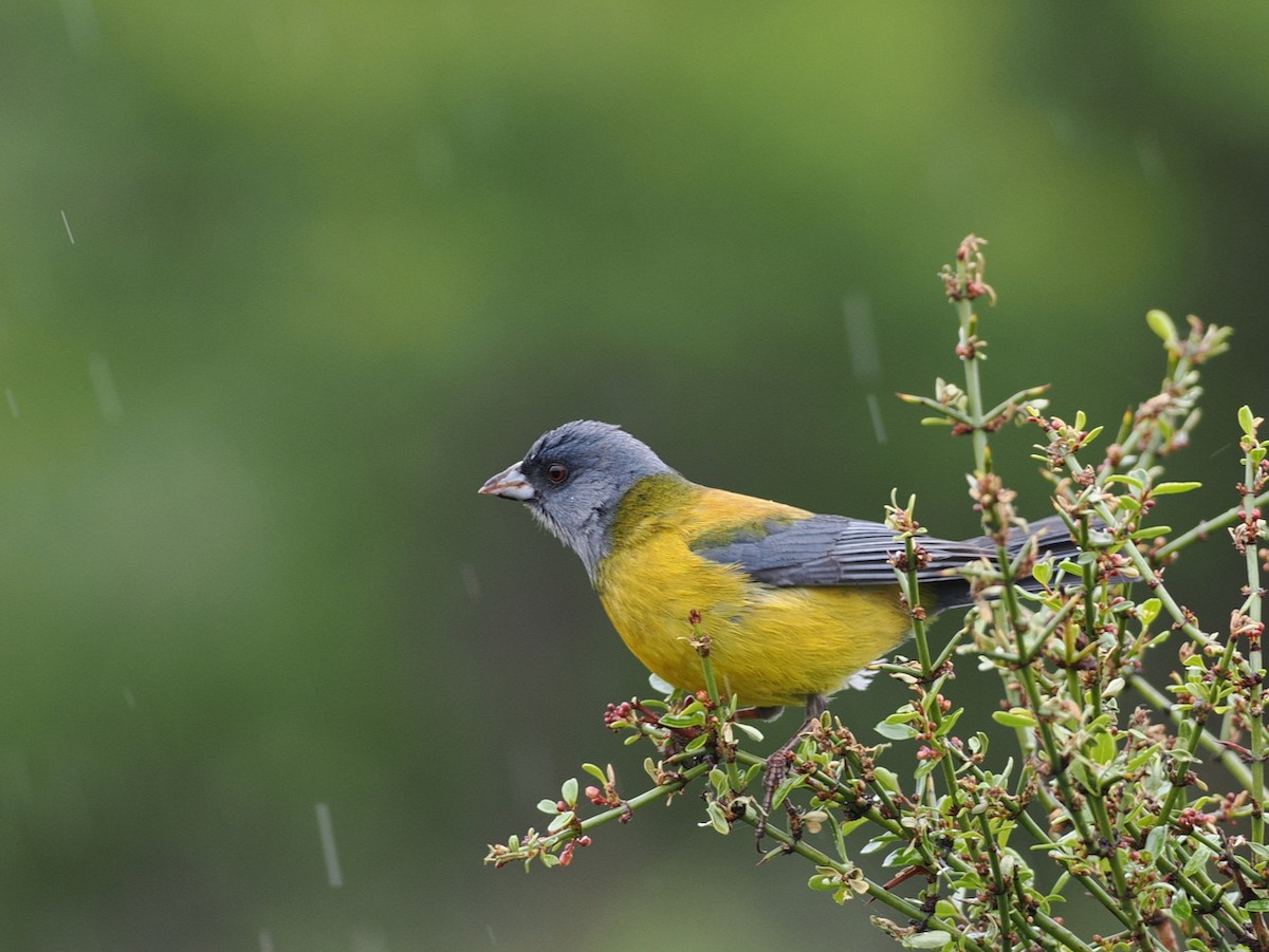 Patagonian Sierra Finch - ML646258691
