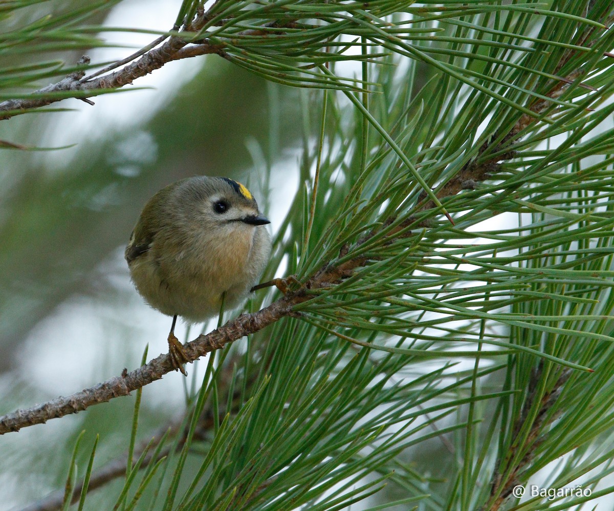Goldcrest - ML646258695